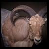 exotic-sheep-goats-ibex-chamois-texas-dall-audad-tahr-red-four-horned-feral-goat-arrapawa-argali-taxidermy-052