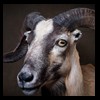 exotic-sheep-goats-ibex-chamois-texas-dall-audad-tahr-red-four-horned-feral-goat-arrapawa-argali-taxidermy-054