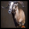 exotic-sheep-goats-ibex-chamois-texas-dall-audad-tahr-red-four-horned-feral-goat-arrapawa-argali-taxidermy-055