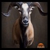 exotic-sheep-goats-ibex-chamois-texas-dall-audad-tahr-red-four-horned-feral-goat-arrapawa-argali-taxidermy-056