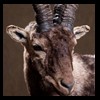 exotic-sheep-goats-ibex-chamois-texas-dall-audad-tahr-red-four-horned-feral-goat-arrapawa-argali-taxidermy-058