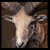 exotic-sheep-goats-ibex-chamois-texas-dall-audad-tahr-red-four-horned-feral-goat-arrapawa-argali-taxidermy-059