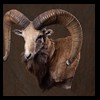 exotic-sheep-goats-ibex-chamois-texas-dall-audad-tahr-red-four-horned-feral-goat-arrapawa-argali-taxidermy-060