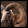 exotic-sheep-goats-ibex-chamois-texas-dall-audad-tahr-red-four-horned-feral-goat-arrapawa-argali-taxidermy-061