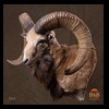 exotic-sheep-goats-ibex-chamois-texas-dall-audad-tahr-red-four-horned-feral-goat-arrapawa-argali-taxidermy-062