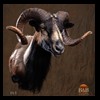 exotic-sheep-goats-ibex-chamois-texas-dall-audad-tahr-red-four-horned-feral-goat-arrapawa-argali-taxidermy-063