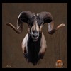 exotic-sheep-goats-ibex-chamois-texas-dall-audad-tahr-red-four-horned-feral-goat-arrapawa-argali-taxidermy-064