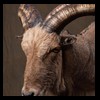 exotic-sheep-goats-ibex-chamois-texas-dall-audad-tahr-red-four-horned-feral-goat-arrapawa-argali-taxidermy-065