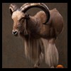 exotic-sheep-goats-ibex-chamois-texas-dall-audad-tahr-red-four-horned-feral-goat-arrapawa-argali-taxidermy-066