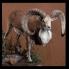 exotic-sheep-goats-ibex-chamois-texas-dall-audad-tahr-red-four-horned-feral-goat-arrapawa-argali-taxidermy-068