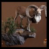 exotic-sheep-goats-ibex-chamois-texas-dall-audad-tahr-red-four-horned-feral-goat-arrapawa-argali-taxidermy-069