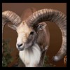 exotic-sheep-goats-ibex-chamois-texas-dall-audad-tahr-red-four-horned-feral-goat-arrapawa-argali-taxidermy-070