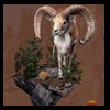 exotic-sheep-goats-ibex-chamois-texas-dall-audad-tahr-red-four-horned-feral-goat-arrapawa-argali-taxidermy-071