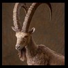 exotic-sheep-goats-ibex-chamois-texas-dall-audad-tahr-red-four-horned-feral-goat-arrapawa-argali-taxidermy-073