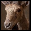 exotic-sheep-goats-ibex-chamois-texas-dall-audad-tahr-red-four-horned-feral-goat-arrapawa-argali-taxidermy-074
