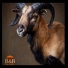 exotic-sheep-goats-ibex-chamois-texas-dall-audad-tahr-red-four-horned-feral-goat-arrapawa-argali-taxidermy-075