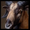 exotic-sheep-goats-ibex-chamois-texas-dall-audad-tahr-red-four-horned-feral-goat-arrapawa-argali-taxidermy-076