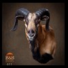 exotic-sheep-goats-ibex-chamois-texas-dall-audad-tahr-red-four-horned-feral-goat-arrapawa-argali-taxidermy-077