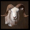 exotic-sheep-goats-ibex-chamois-texas-dall-audad-tahr-red-four-horned-feral-goat-arrapawa-argali-taxidermy-078
