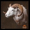 exotic-sheep-goats-ibex-chamois-texas-dall-audad-tahr-red-four-horned-feral-goat-arrapawa-argali-taxidermy-079