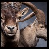 exotic-sheep-goats-ibex-chamois-texas-dall-audad-tahr-red-four-horned-feral-goat-arrapawa-argali-taxidermy-080