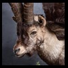 exotic-sheep-goats-ibex-chamois-texas-dall-audad-tahr-red-four-horned-feral-goat-arrapawa-argali-taxidermy-081