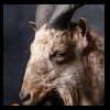 exotic-sheep-goats-ibex-chamois-texas-dall-audad-tahr-red-four-horned-feral-goat-arrapawa-argali-taxidermy-086