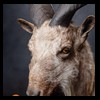 exotic-sheep-goats-ibex-chamois-texas-dall-audad-tahr-red-four-horned-feral-goat-arrapawa-argali-taxidermy-088