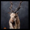 exotic-sheep-goats-ibex-chamois-texas-dall-audad-tahr-red-four-horned-feral-goat-arrapawa-argali-taxidermy-089