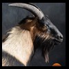 exotic-sheep-goats-ibex-chamois-texas-dall-audad-tahr-red-four-horned-feral-goat-arrapawa-argali-taxidermy-090