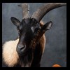 exotic-sheep-goats-ibex-chamois-texas-dall-audad-tahr-red-four-horned-feral-goat-arrapawa-argali-taxidermy-091