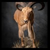 exotic-sheep-goats-ibex-chamois-texas-dall-audad-tahr-red-four-horned-feral-goat-arrapawa-argali-taxidermy-092