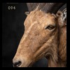 exotic-sheep-goats-ibex-chamois-texas-dall-audad-tahr-red-four-horned-feral-goat-arrapawa-argali-taxidermy-094
