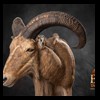 exotic-sheep-goats-ibex-chamois-texas-dall-audad-tahr-red-four-horned-feral-goat-arrapawa-argali-taxidermy-095