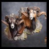 exotic-sheep-goats-ibex-chamois-texas-dall-audad-tahr-red-four-horned-feral-goat-arrapawa-argali-taxidermy-096