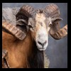 exotic-sheep-goats-ibex-chamois-texas-dall-audad-tahr-red-four-horned-feral-goat-arrapawa-argali-taxidermy-097