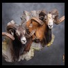 exotic-sheep-goats-ibex-chamois-texas-dall-audad-tahr-red-four-horned-feral-goat-arrapawa-argali-taxidermy-098