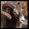 exotic-sheep-goats-ibex-chamois-texas-dall-audad-tahr-red-four-horned-feral-goat-arrapawa-argali-taxidermy-099