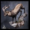 exotic-sheep-goats-ibex-chamois-texas-dall-audad-tahr-red-four-horned-feral-goat-arrapawa-argali-taxidermy-100