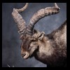 exotic-sheep-goats-ibex-chamois-texas-dall-audad-tahr-red-four-horned-feral-goat-arrapawa-argali-taxidermy-101