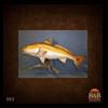 fish-taxidermy-003