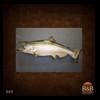 fish-taxidermy-009