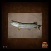 fish-taxidermy-010