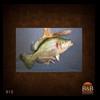 fish-taxidermy-012