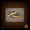 fish-taxidermy-014