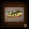 fish-taxidermy-017