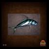 fish-taxidermy-018