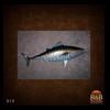 fish-taxidermy-019