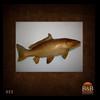 fish-taxidermy-022