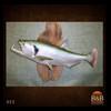 fish-taxidermy-023